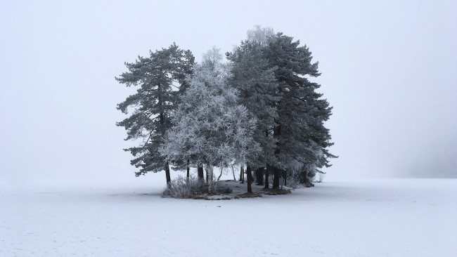 Обои картинки фото природа, деревья, зима, снег