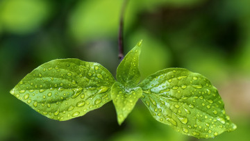Картинка природа листья зеленые капли