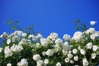 Картинка цветы розы розовый куст белые