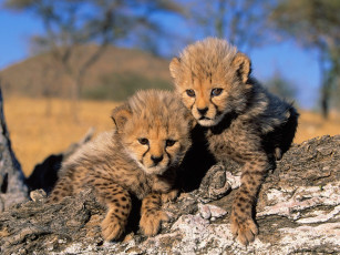 Картинка cheetah cubs africa животные гепарды