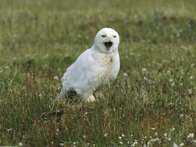 Обои картинки фото male, snowy, owl, alaska, животные, совы