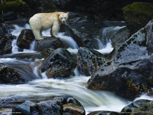 Картинка животные медведи река