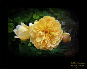 Картинка цветы розы лепестки желтые