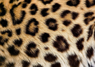 Картинка разное текстуры леопард мех шерсть пятна текстура