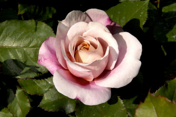 Картинка цветы розы розовый лепестки