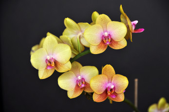 Картинка цветы орхидеи ветки желтый