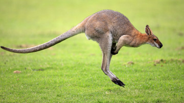 обоя kangaroo, животные, кенгуру, прыжки