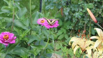 Картинка животные бабочки махаон
