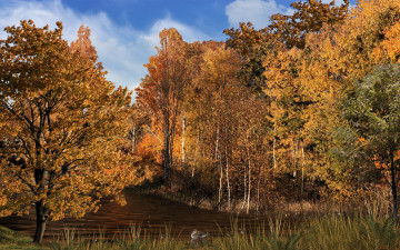 Картинка woodland stream природа лес речка осень