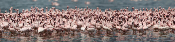 Картинка животные фламинго птицы популяция