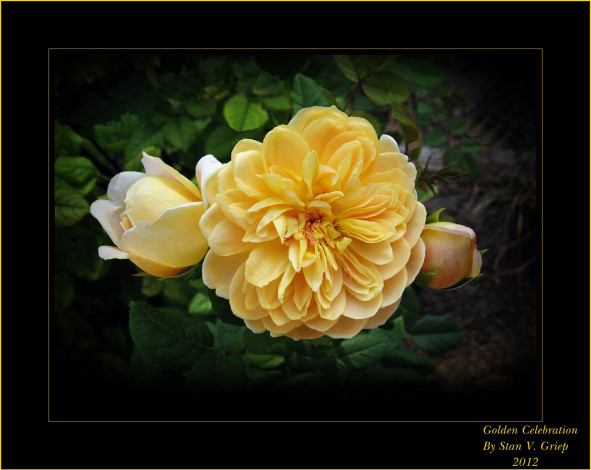Обои картинки фото цветы, розы, лепестки, желтые