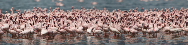 Обои картинки фото животные, фламинго, птицы, популяция