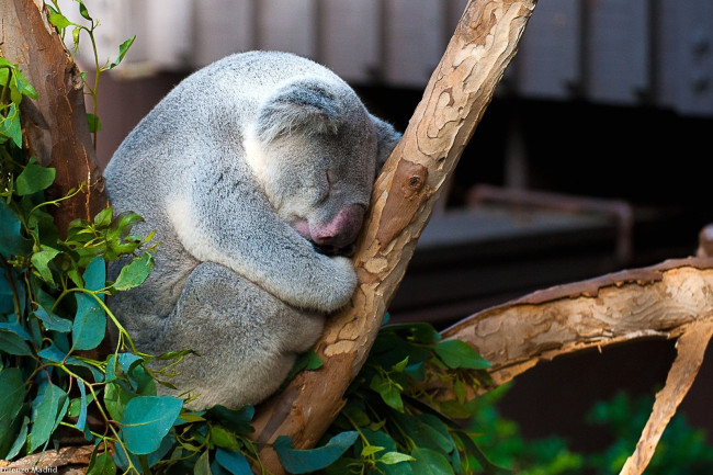 Обои картинки фото животные, коалы, толстяк, дерево, сон