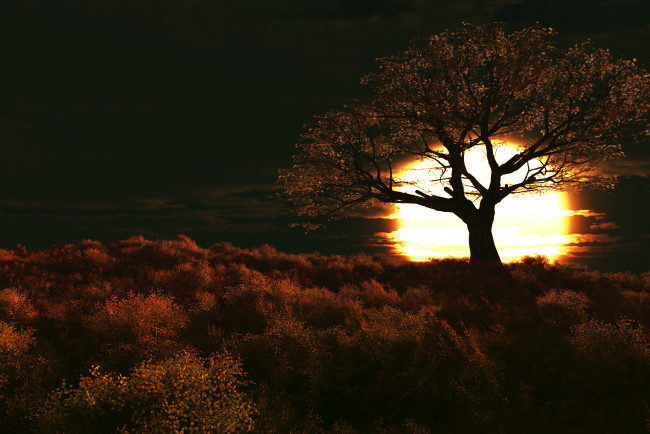 Обои картинки фото inverted, day, 3д, графика, nature, landscape, природа, дерево, трава, солнце, закат