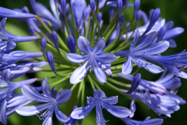 Обои картинки фото цветы, агапантус, африканская, лилия, синий