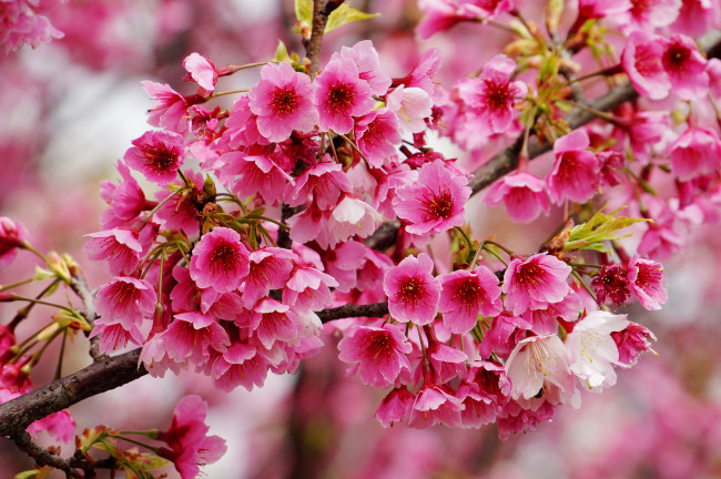 Обои картинки фото цветы, сакура, вишня, ветка, цветение, макро, весна