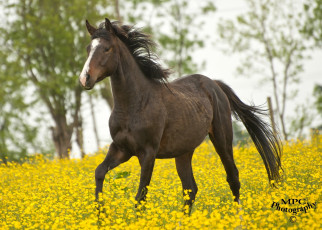 Картинка животные лошади конь лето желтые цветы луг бег