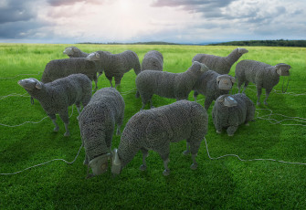 Картинка юмор+и+приколы пастбище телефоны провода овцы