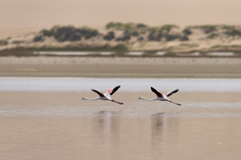 Картинка животные фламинго полет