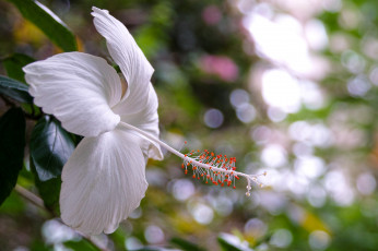 Картинка цветы гибискусы цветение белый гибискус листва