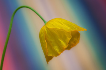 Картинка цветы маки желтый макро лепестки капельки цвета