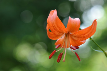 Картинка цветы лилии +лилейники оранж