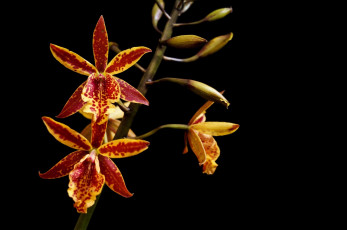 Картинка цветы орхидеи ветка макро пестрый