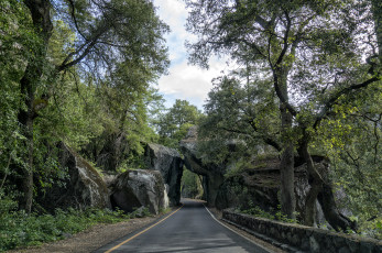 Картинка природа дороги арка шоссе лес