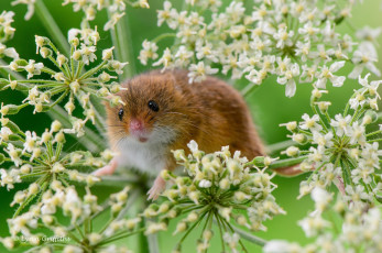 Картинка животные крысы +мыши растение макро грызун мышь-малютка