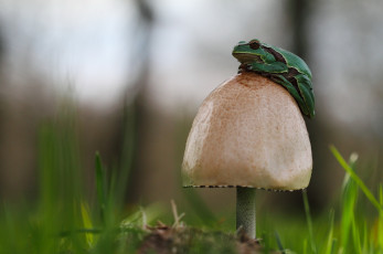 Картинка животные лягушки гриб лягушка трава