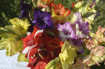 Картинка цветы гладиолусы разноцветный