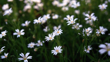 Картинка цветы Ясколка зелень полевые белые поле