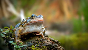 Картинка животные лягушки лягушка фон природа
