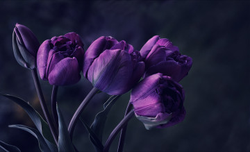 Картинка цветы тюльпаны фиолетовые