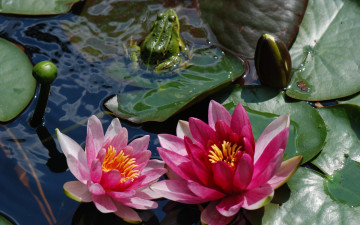 Картинка цветы лилии+водяные +нимфеи +кувшинки кувшинки лягушка водоём листья пруд