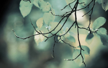 Картинка природа листья листва зелень размытость ветка