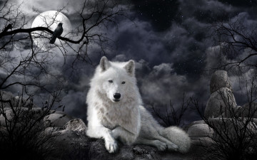 Картинка разное компьютерный+дизайн луна волк