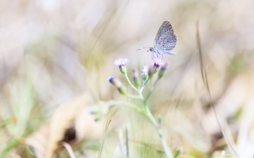 Картинка животные бабочки цветок бабочка макро природа