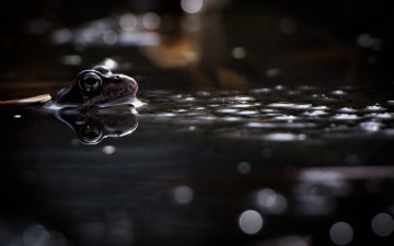 Картинка животные лягушки лягушка вода