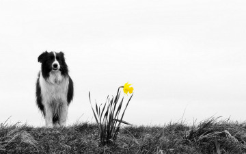 Картинка животные собаки цветок природа собака