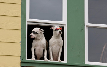 Картинка животные собаки окно