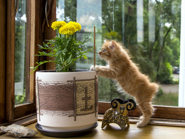 Обои картинки фото животные, коты, курильский, бобтейл, статуэтка, любопытство, вазон, цветок, котёнок