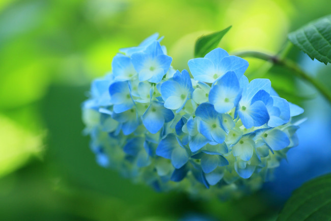 Обои картинки фото цветы, гортензия, цветок, кустарник, цветение, синяя