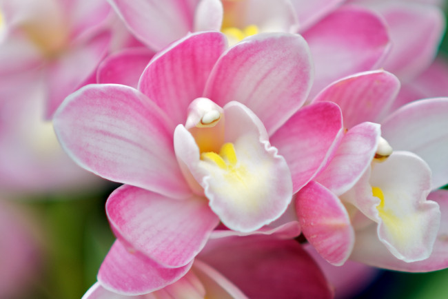 Обои картинки фото цветы, орхидеи, макро