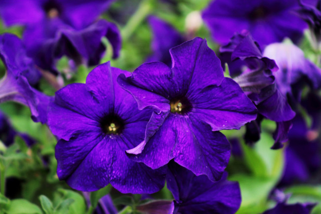Обои картинки фото цветы, петунии,  калибрахоа, фиолет