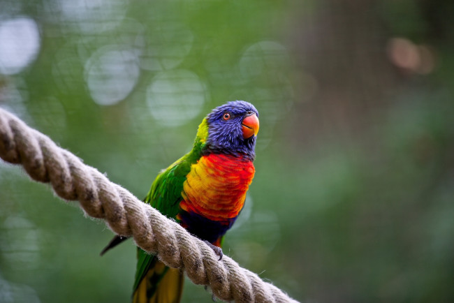 Обои картинки фото животные, попугаи, попугайчик, пестрый, цвета, веревка, насест