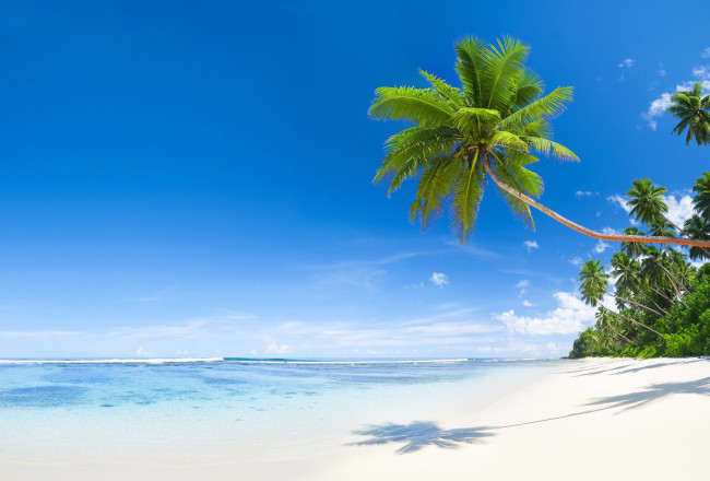 Обои картинки фото природа, тропики, кокосы, пальмы, пляж, море, тень