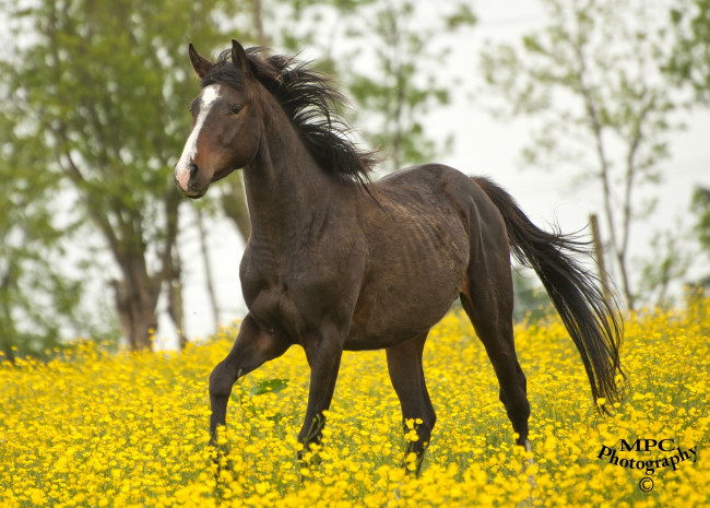 Обои картинки фото животные, лошади, конь, лето, желтые, цветы, луг, бег