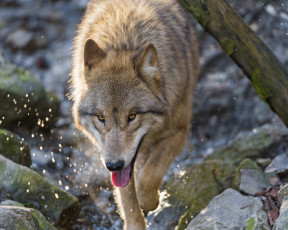 Картинка животные волки +койоты +шакалы брызги хищник волк язык морда камни