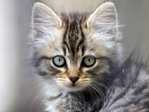Картинка животные коты взгляд мордочка котёнок